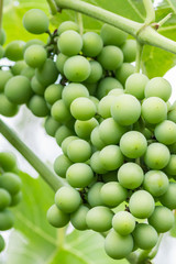 Green wine grapes