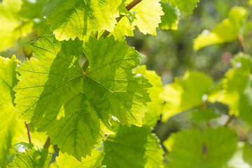 grape leaf close up