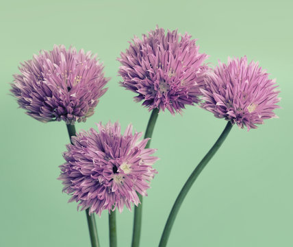 Fototapeta Retro chives with purple flowers
