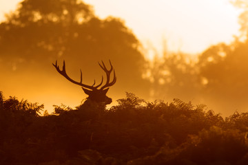 A red deer stag in golden mist