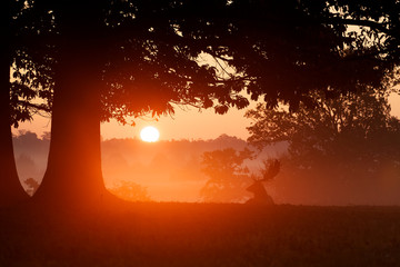 Obraz premium Sunrise. A fallow deer buck silhouetted in the morning mist watching the sunrise.