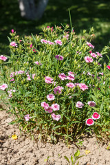 Fototapeta na wymiar Dianthus. Common names include carnation (caryophyllus), pink ( plumarius and related species) and sweet william (barbatus). Household plot. Dacha