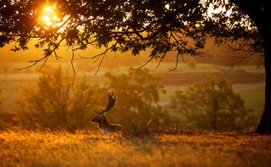 A fallow deer buck silhouetted against a golden morning