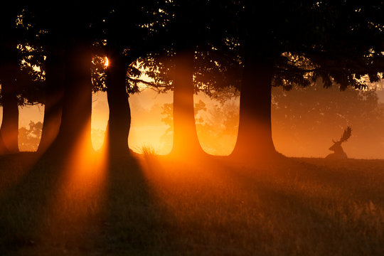 Fototapeta Golden glow. A fallow deer buck silhouetted in the morning mist.