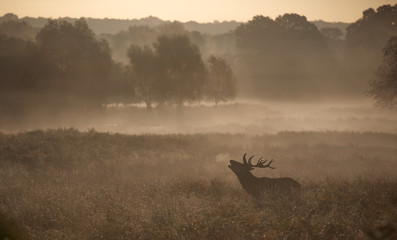 Obraz na płótnie Canvas Red deer in the mist