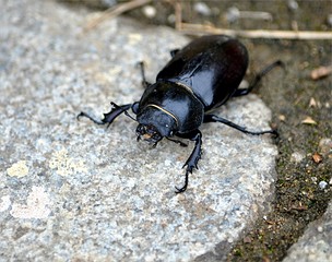 Beetle - Stag