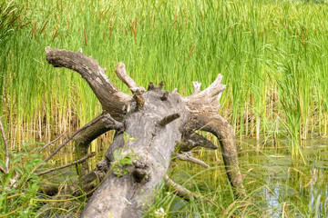 Uprooted Tree and Reeds