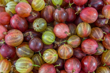 Gooseberry background