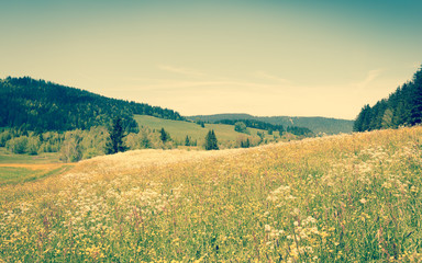 Alpine meadow with wild flowers on a bright summer  joyful day. Filter soft light