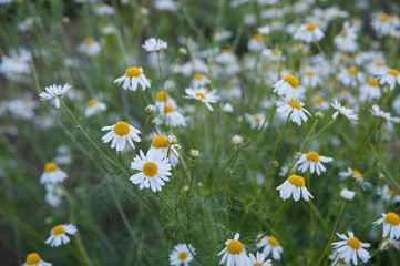 lot of daisies