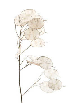 Lunaria annua, silver dollar plant