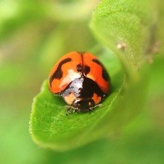 tiny ladybug on leaf 