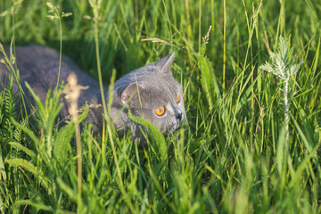 Grey british cat in the grass