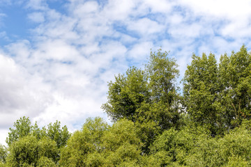 Fototapeta premium Cloudy Sky Over the trees