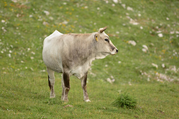 mucca al pascolo in montagna