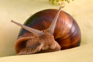 Portrait of a snail on a background of plants