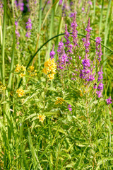 Lysimachia Vulgaris and Lythrum Salicaria, also called spiked loosestrife, or purple lythrum, growing close to the Dnieper river in Kiev, Ukraine	
