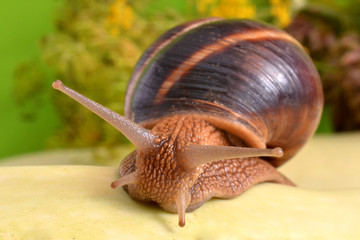 Portrait of a snail on a background of plants