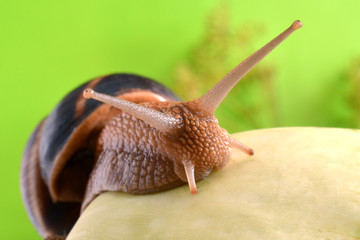 Portrait of a snail on a background of plants