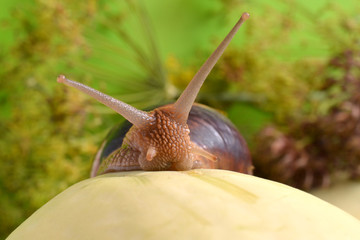 Портрет улитки на фоне растений