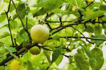   Яблоки в саду