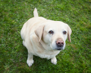 An old  golden labrador retriever sitting on grass looking at yo