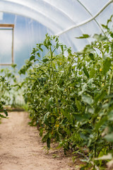 Amateour Greenhouse with bio tomatoes