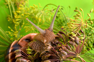 Portrait of a snail on a background of plants