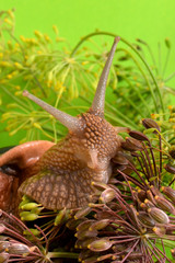 Fototapeta na wymiar Portrait of a snail on a background of plants