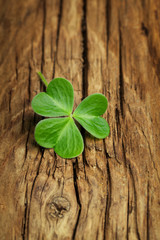 One lucky shamrock on a vintage wood background