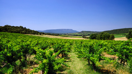 Fototapeta na wymiar Beautiful view to vineyards in Provence