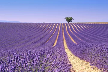 Photo sur Plexiglas Lavande Plateau de Valensole, Provence : champ de lavande