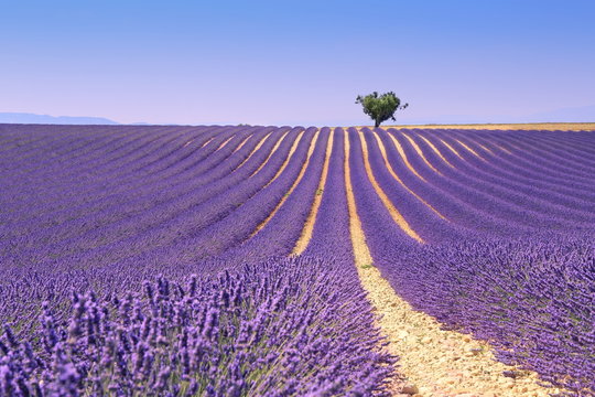Fototapeta Plateau Valensole, Provence: lavender field