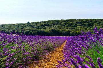 Plakat Beautiful violet fields of lavender in Provence