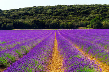 Naklejka na ściany i meble Beautiful violet fields of lavender in Provence