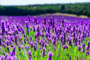 Beautiful violet fields of lavender in Provence