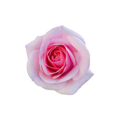 Fototapeta na wymiar bright beautiful pink rose