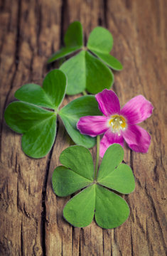 Three irish clovers with its flower on a vintage wood background