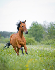 Purebred young stallion running - 87276906