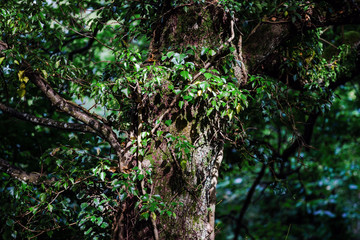 Wild forest inside view, summer time