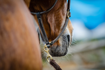 Horse nose closeup