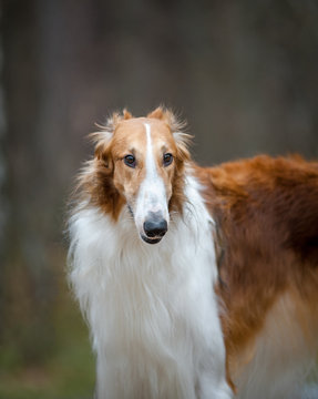 Russian borzoy dog
