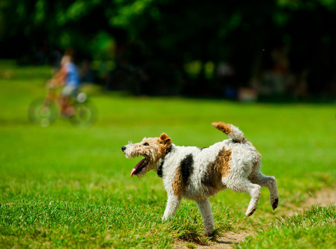 Foxterrier playing on a playground