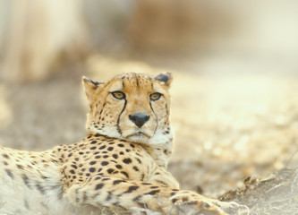 cheetahhaving resting outdoors