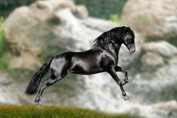 black stallion runs between mountains