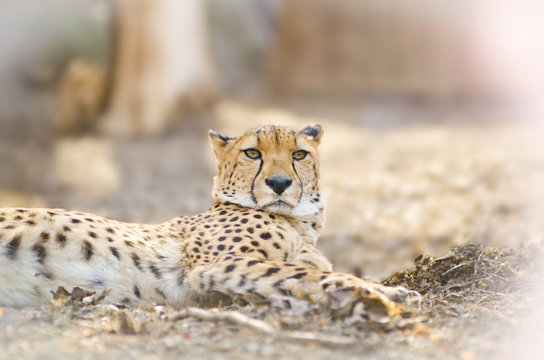 Young cheetah laying in sunny spring day