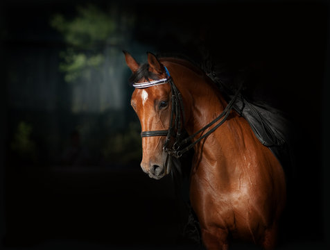 Sport dressage horse in dark manege