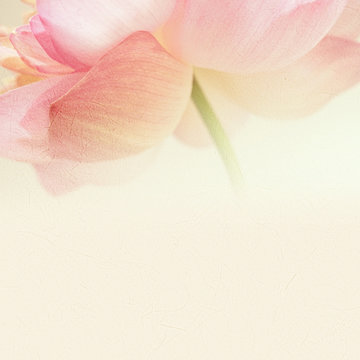 Fototapeta sweet color lotus in soft color and blur style on mulberry paper texture  