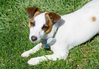 Jack Russell Terrier Dog &ndash; A Jack Russell Terrier in the grass. The dog has an invisible fence collar on.