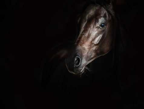 Black arab horse